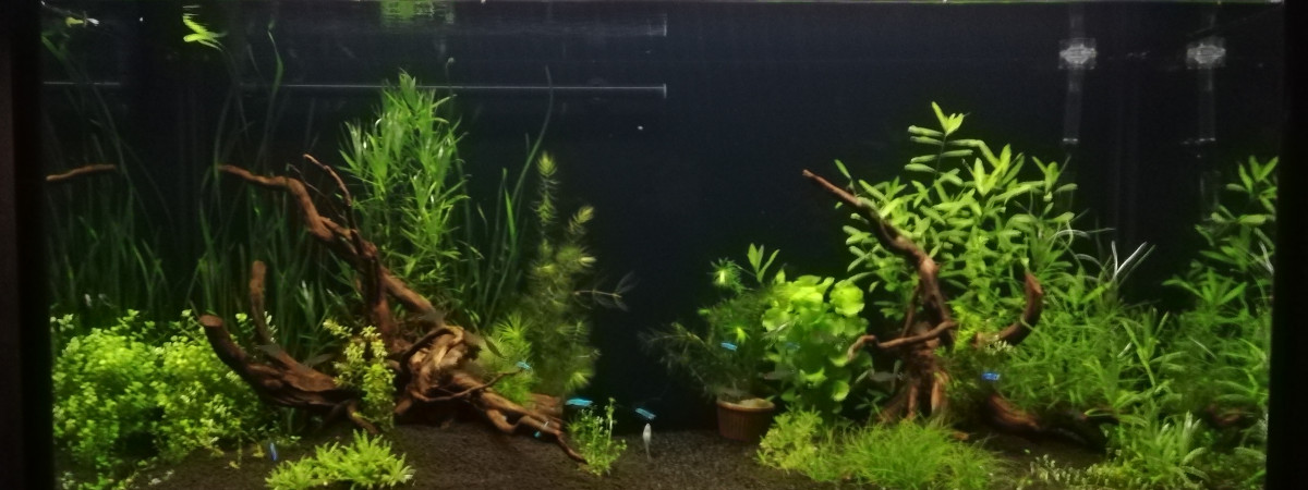 aquarium Amazonien communautaire 360L