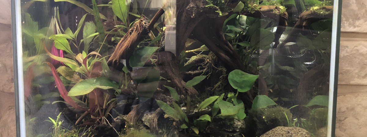 aquarium aquarium crevettes