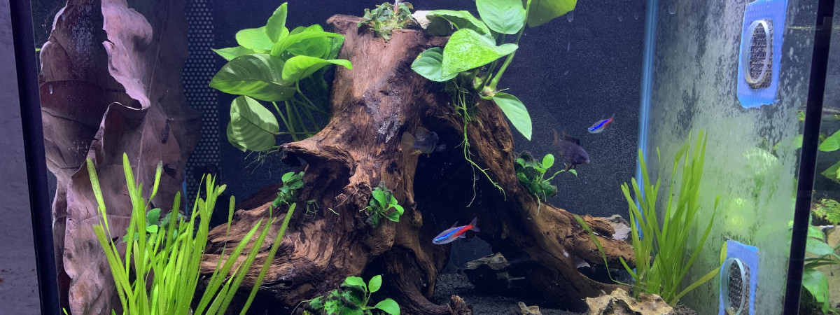 aquarium Bac1