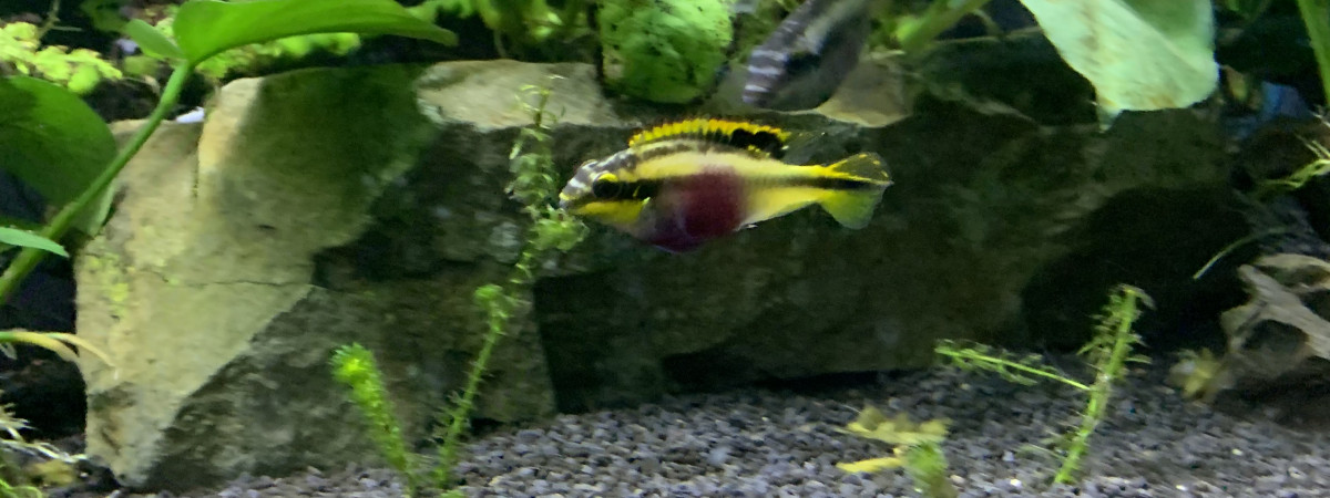 aquarium Bac2