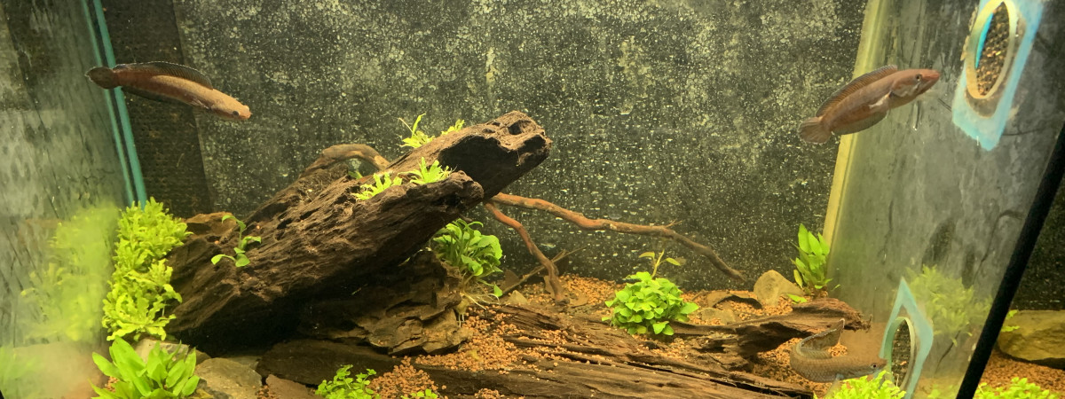 aquarium Channa andrao
