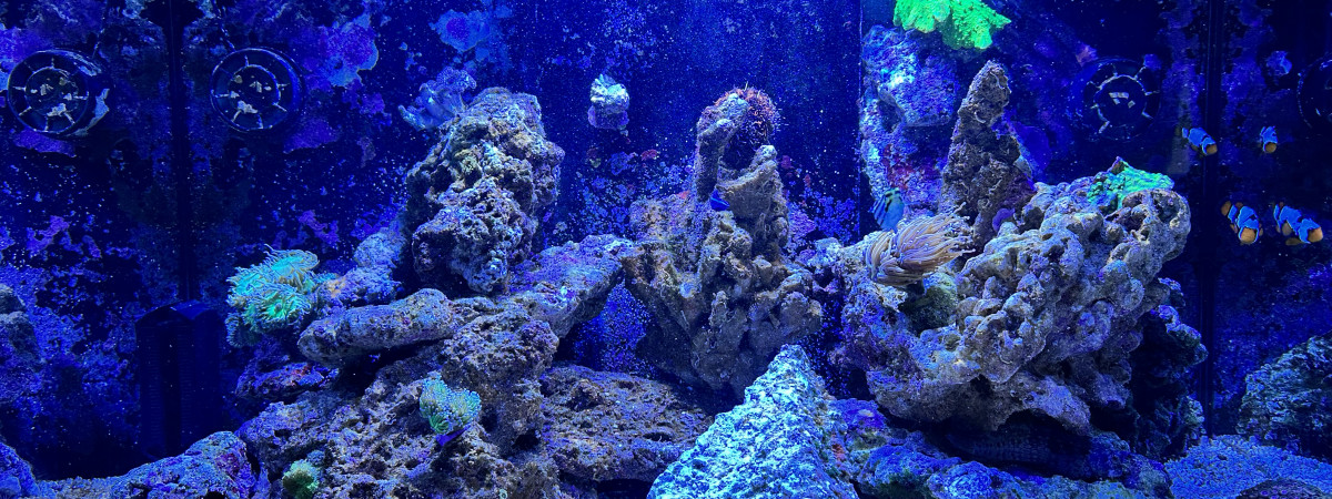 aquarium Sonoryum