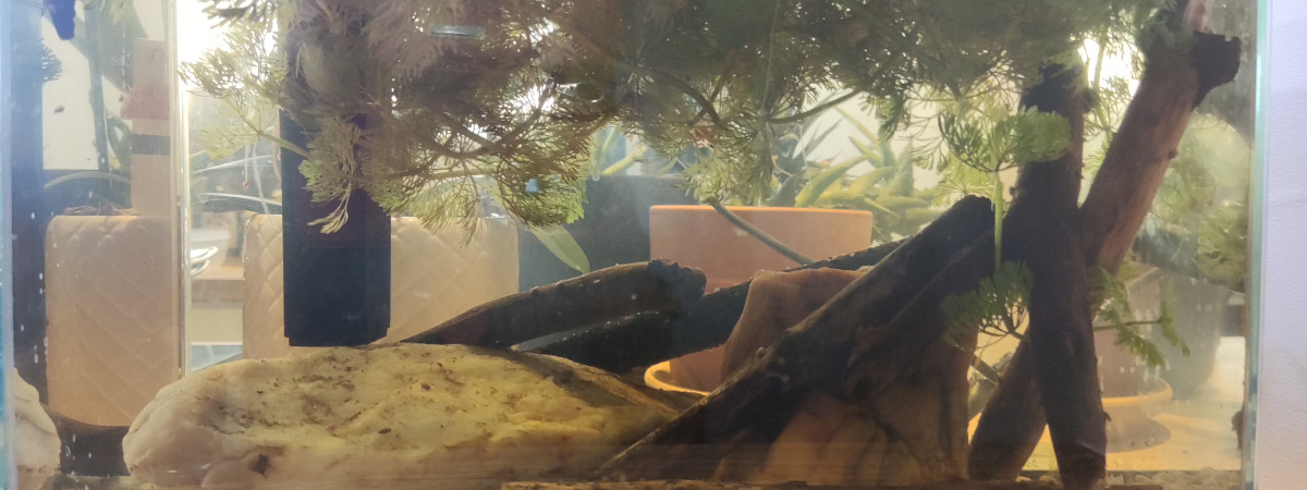 aquarium Killi