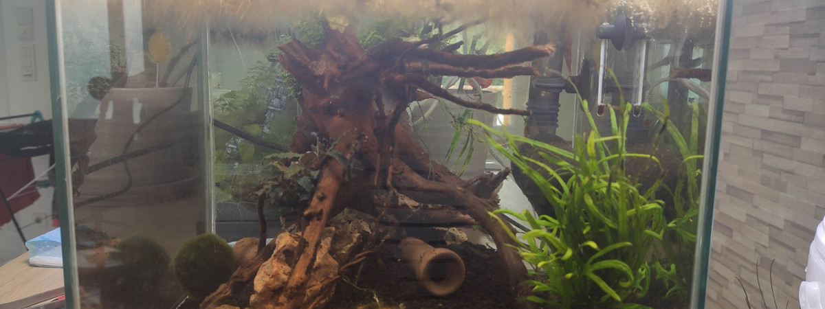 aquarium 23 litres crevettes
