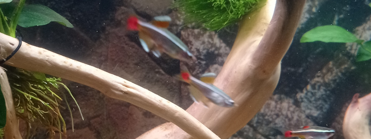 aquarium Bacamazozo 300litres