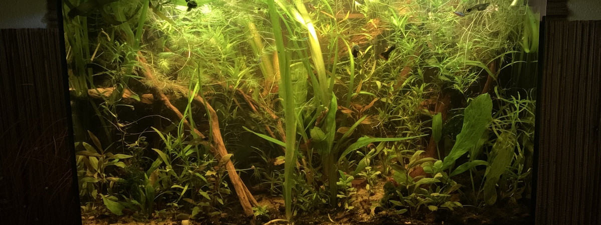 aquarium Bac Amazonien