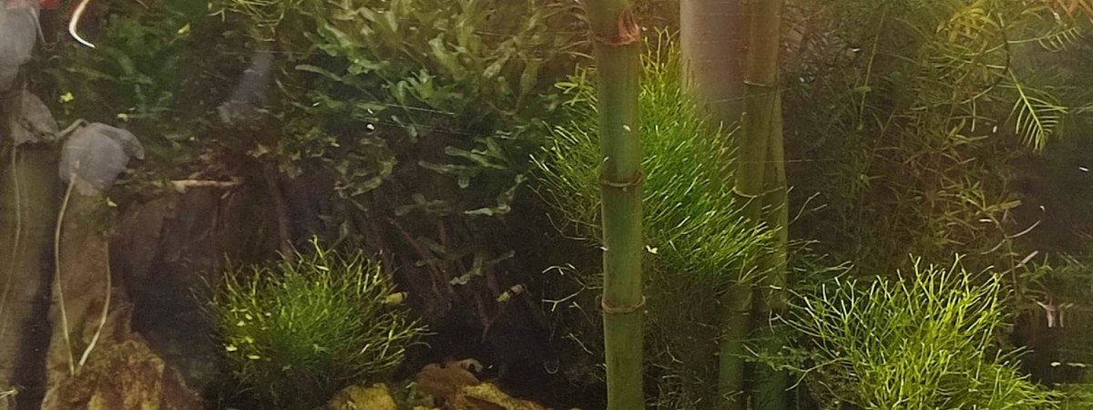 aquarium Denerle 60L
