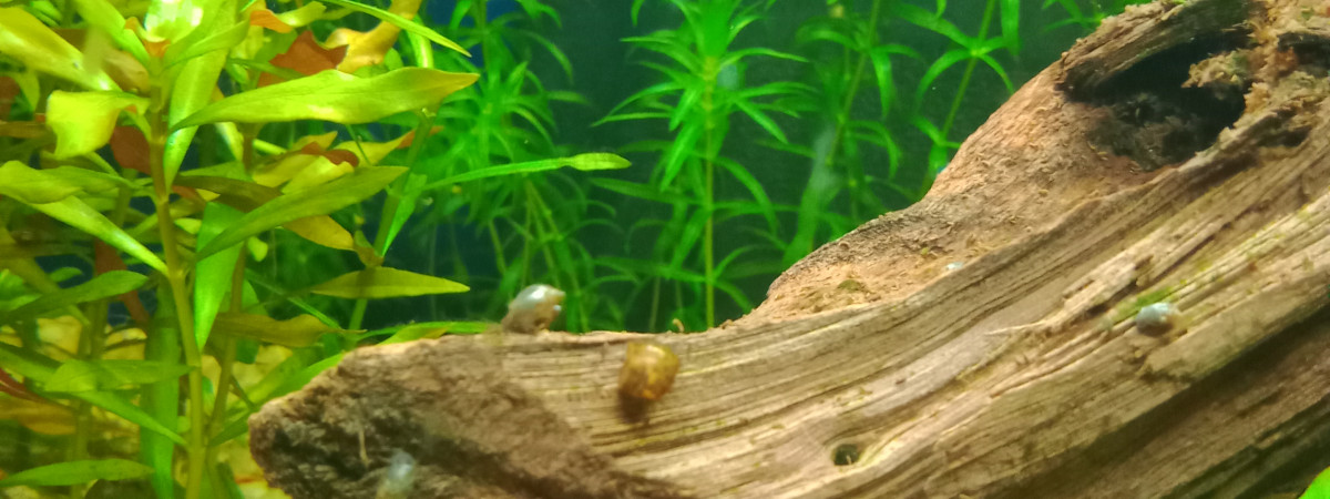 aquarium Aquarium de néons