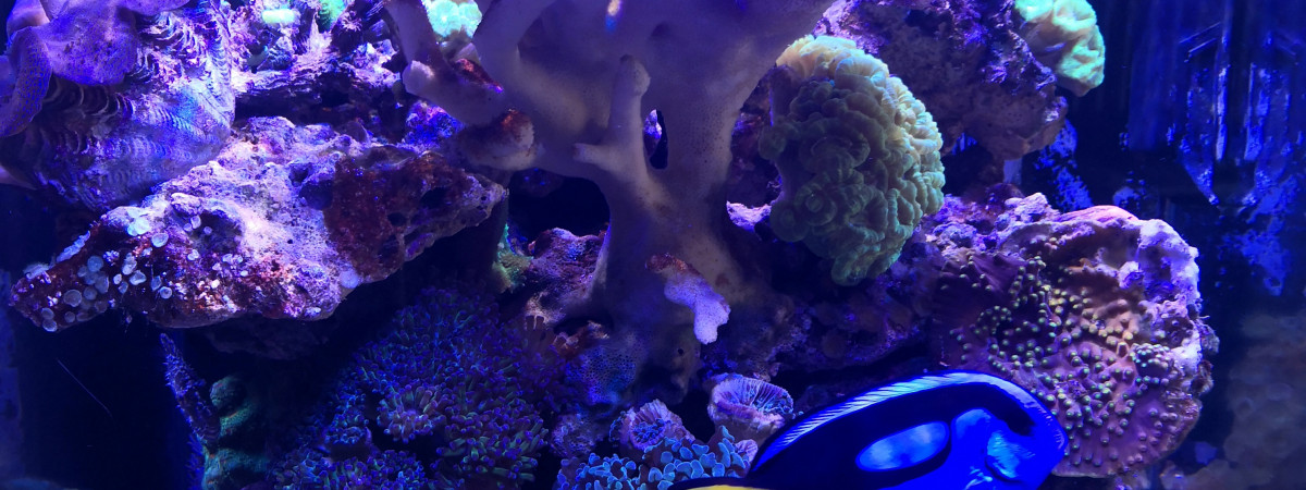 aquarium Nano Récif