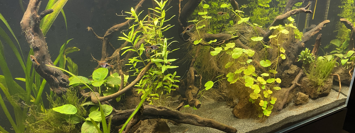 aquarium Communautaire tropical 200l