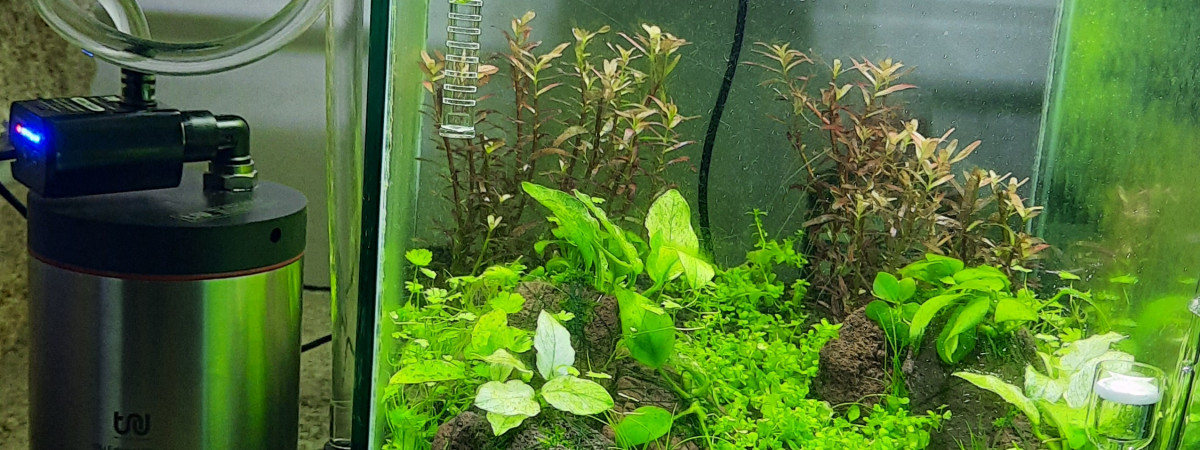 aquarium 20L cheminé