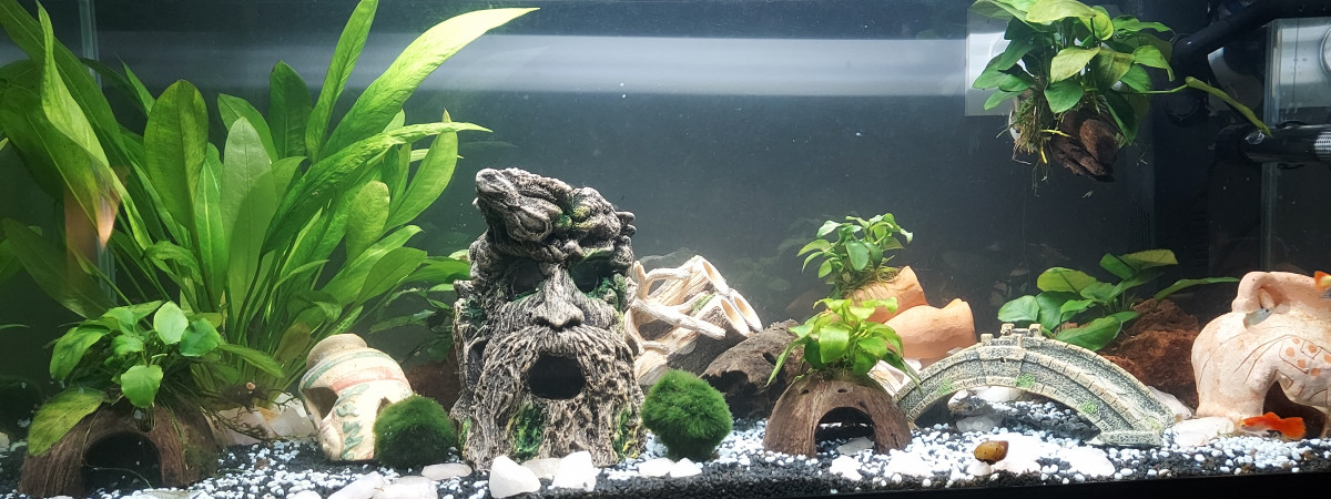 aquarium Maison