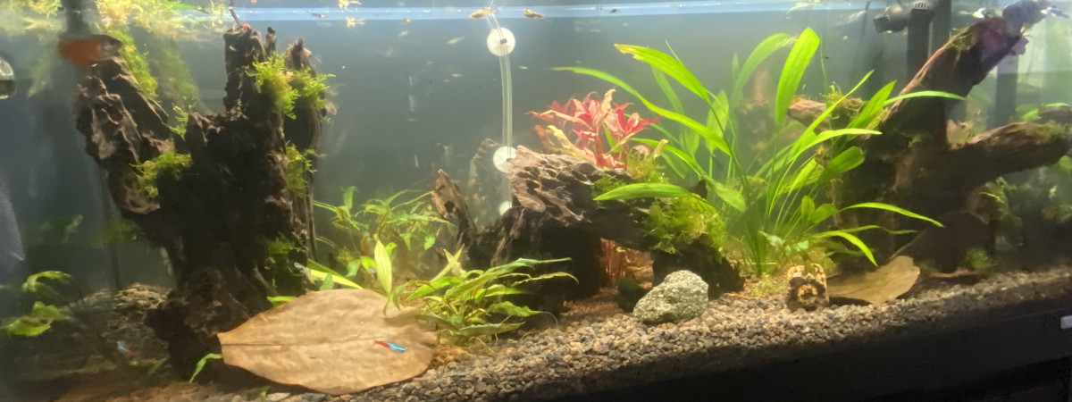 aquarium Fluval 240L