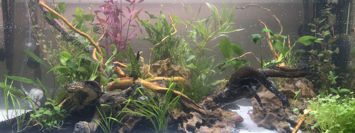 aquarium Premier vrai hardscape