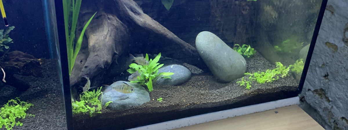 aquarium Bac 4 Mikrogeophagus maculicauda