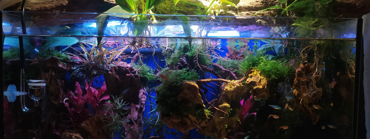 aquarium mon aqua