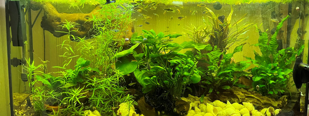 aquarium 180 litres