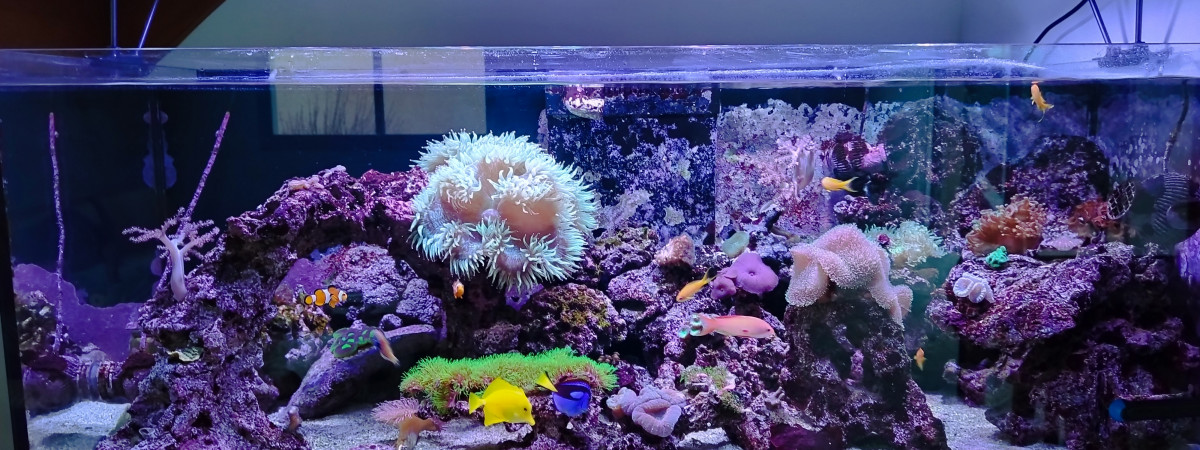 aquarium Favier