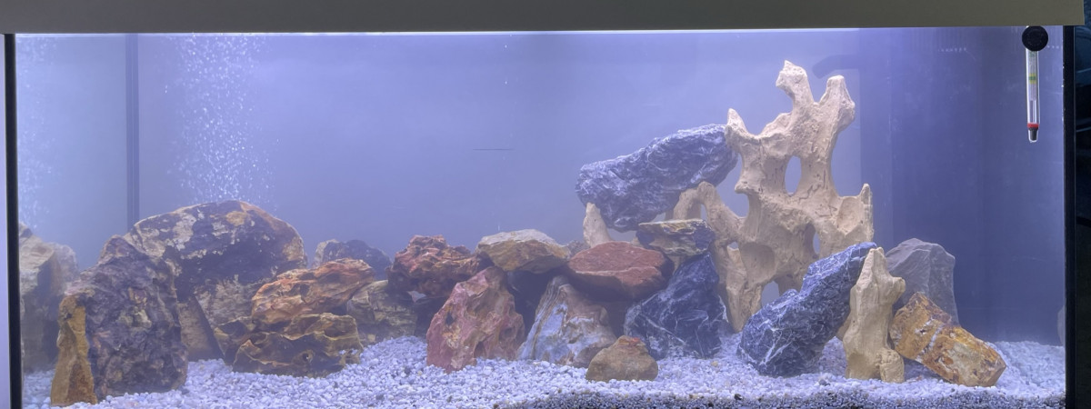 aquarium Cichlidés Malawi