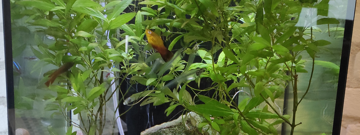 aquarium Aquatlantis