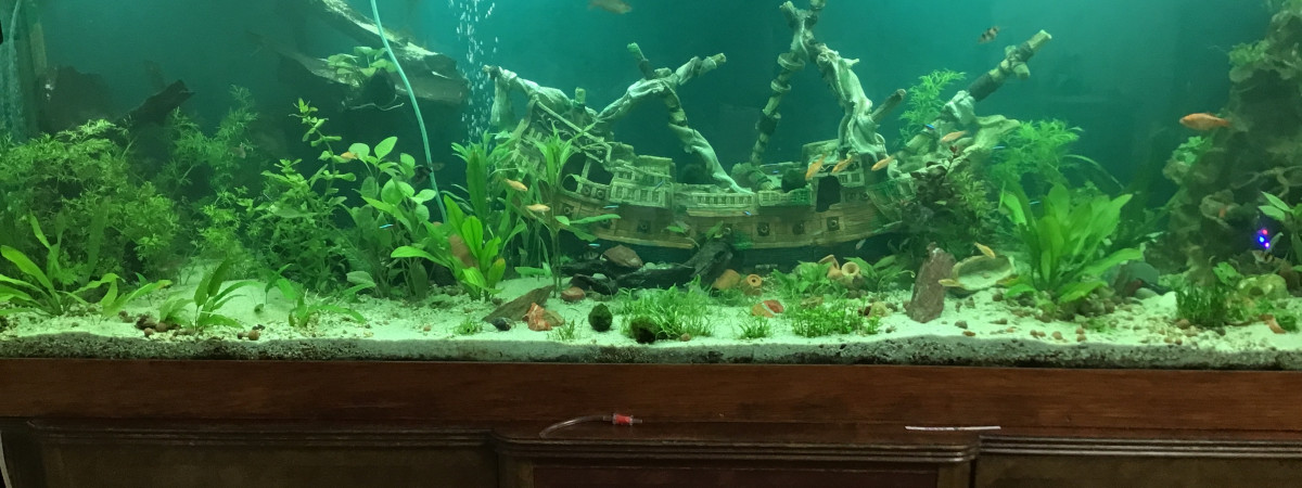 aquarium Aquarium