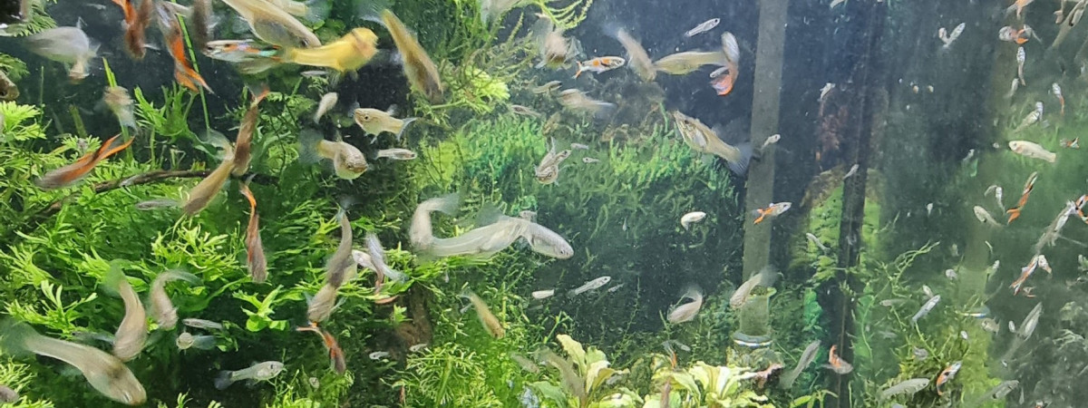 aquarium BAC GUPPYS  ET CREVETTES 100 L