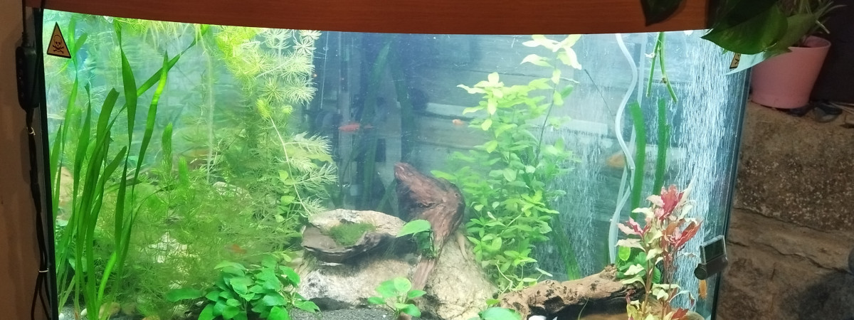 aquarium Jewel