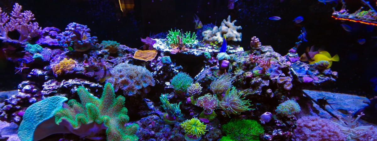 aquarium Xenia130