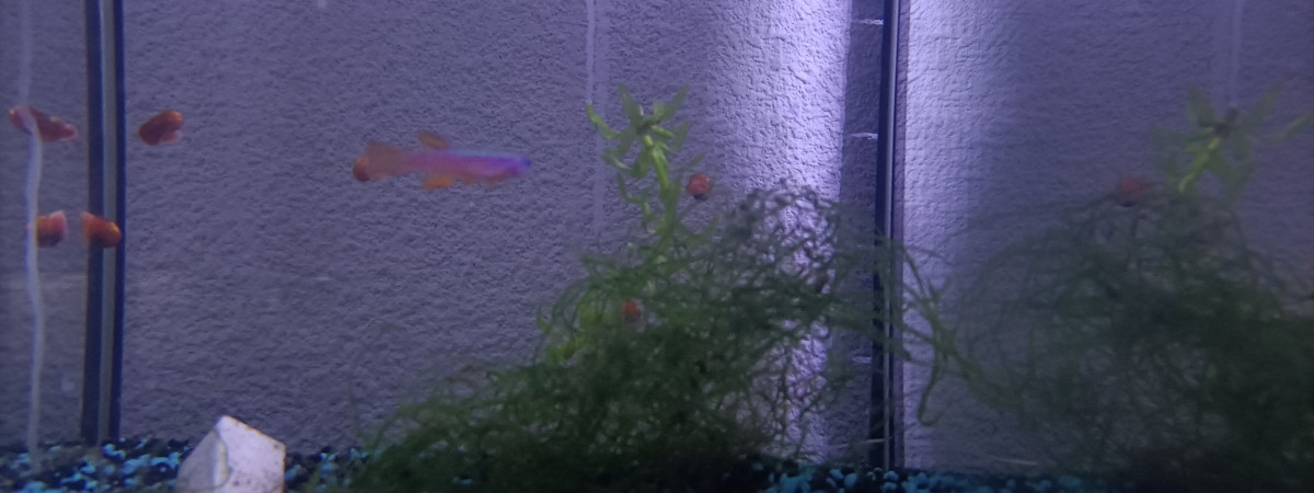 aquarium 314 Vide