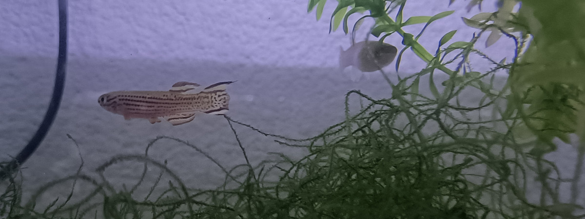 aquarium 323 Minimum 02 Alevins Aphyosemion striatum Ncolamvan GEMHS 00-33