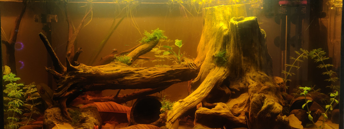 aquarium Type amazonien