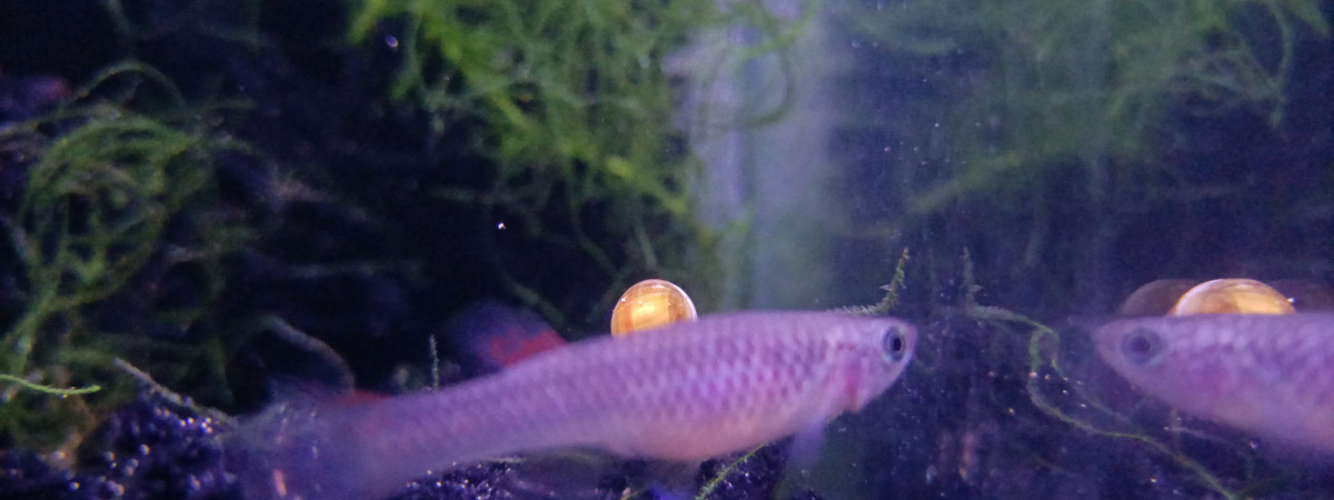 aquarium 123 Libre
