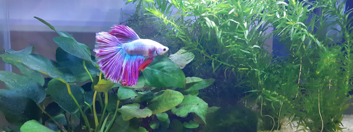 aquarium Bac Hopital 15l -Ex Betta 15l
