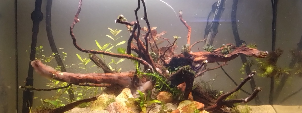 aquarium Communautaire