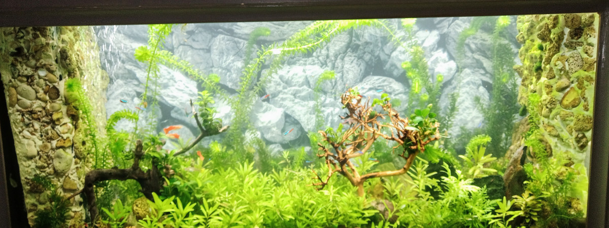 aquarium Crevettes bambou
