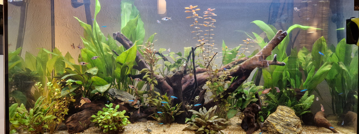 aquarium Splendid 100