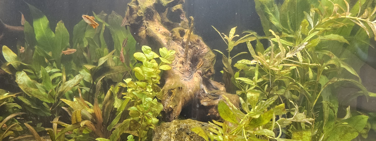 aquarium Aquatower 120 Puntius