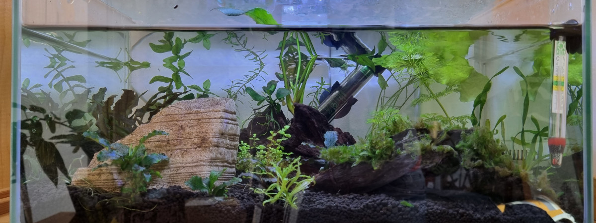 aquarium Betta 20
