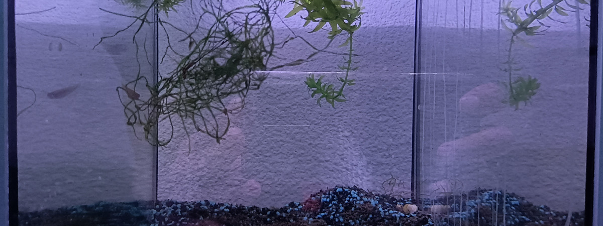 aquarium 313  Réservé pour Aphyosemion striatum Ncolamvan GEMHS 00-33