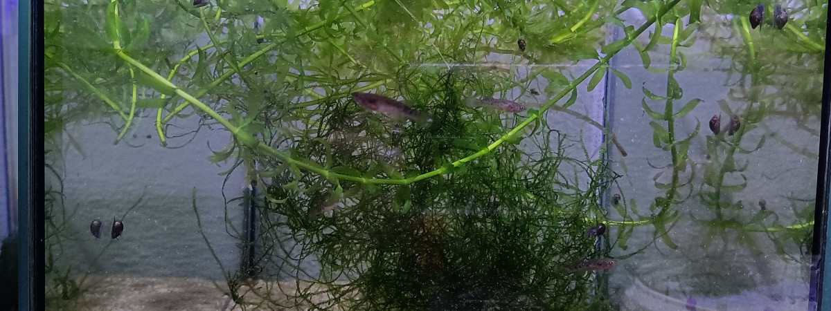 aquarium 411 03 Jeunes Males Fundulopanchax nigerianus innidere
