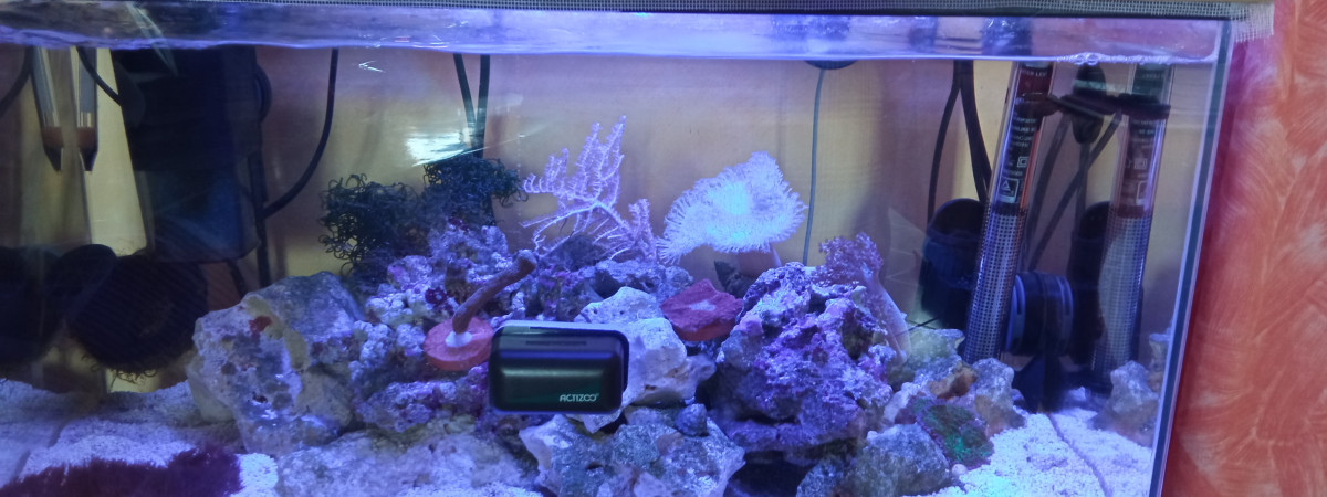 aquarium 60 L