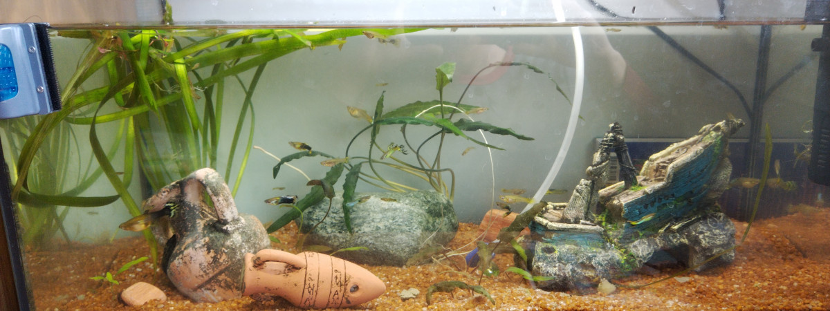 aquarium Aquarium 60L