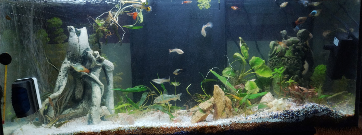 aquarium Aquarium 80l