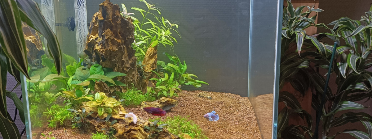aquarium Combattantes girls