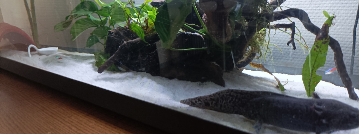 aquarium Lulu et GéGé