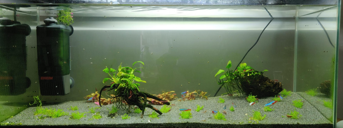 aquarium medium