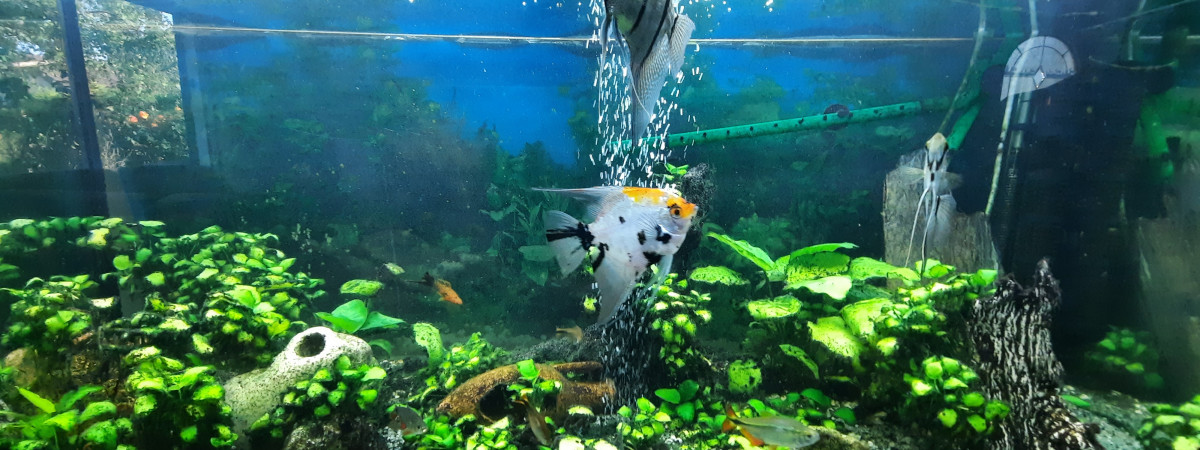 aquarium Tropicaux Juwel 340 L