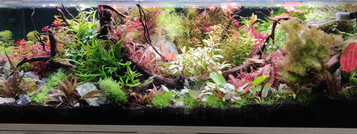 aquarium Bac 120L cuve basse