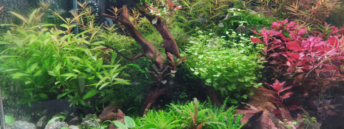 aquarium Scaper s Tank 1