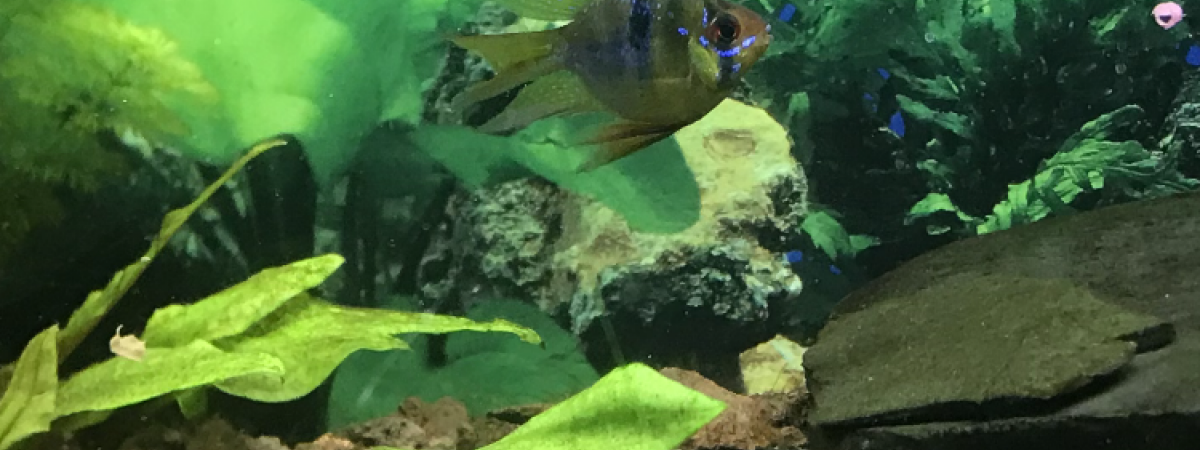 aquarium Mix  indo-amazonien